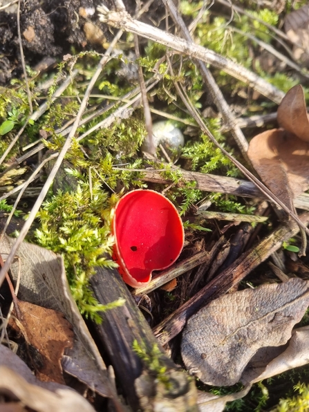 Scarlet elfcup fungus at Lackford Lakes, Joe Bell-Tye 