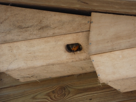 Robin nesting in swift box at Lackford Lakes - Michael Andrews 