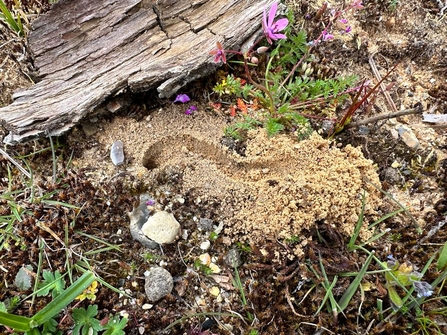 Vernal mining bee (Colletes cunicularius) nest entrance – Hawk Honey 