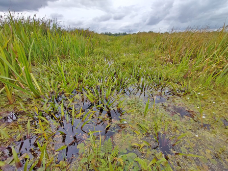 Ditches at Castle Marshes with plenty of water soldier which is the preferred plant for fen raft spider maternity webs - Lewis Yates 