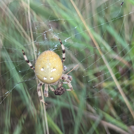 Four-spotted orb weaver in Dingle Marshes, Suffolk