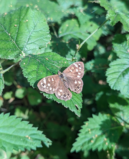 Speckled wood butterfly at Newbourne Springs in Suffolk