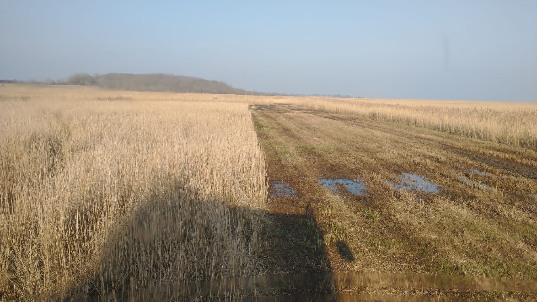 New section of cut reeds at Dingle Marshes, Dan Doughty