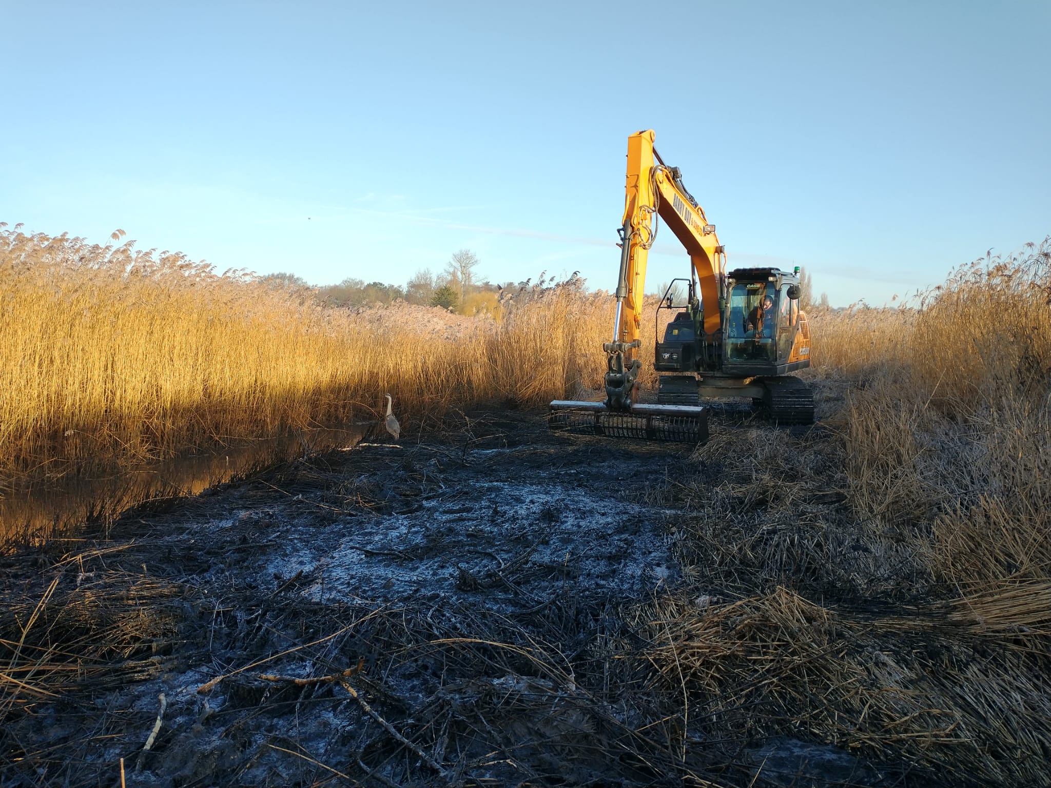 Heron and digger at Whitecast Marsh, Lewis Yates 