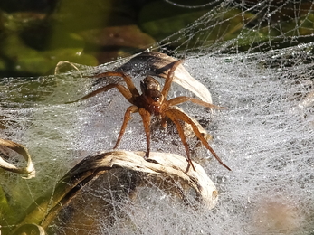 Up close and personal with the fen raft spider | Suffolk Wildlife Trust