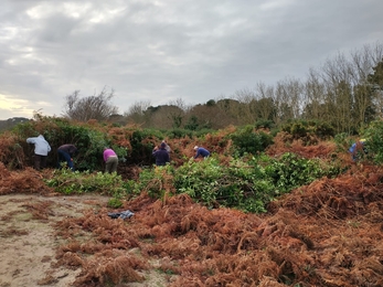 Volunteers cutting back some of the invasive rhododendron at Gunton Warren – Lewis Yates 