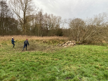 Volunteers coppicing willow at Bromeswell Green - Ben Calvesbert 