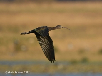 Glossy ibis at Carlton Marshes – Gavin Durrant 