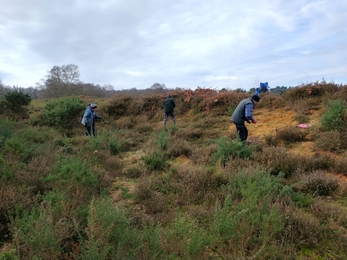 Volunteers clearing bare ground for nesting bees at Knettishall Heath - Sam Norris