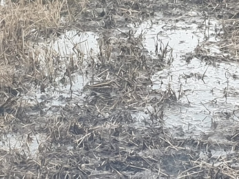 Can you spot the jack snipe? Hen Reedbeds - Dan Doughty