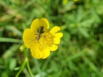 Thick legged beetle on meadow buttercup at Black Bourn Valley – Joe Bell-Tye 