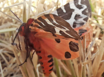 Garden tiger moth – Joe Underwood 