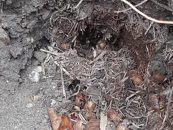 Bee nest excavated by a badger, Carlton Marshes, Gavin Durrant