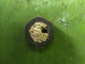 Mason bee cocoon found inside a metal nut, Will Cranstoun