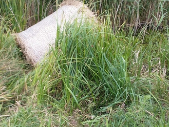 Discarded hay - Andrew Hickinbotham 
