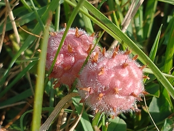 Strawberry clover at Hen Reedbeds - Jamie Smith