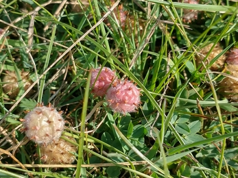 Strawberry clover at Hen Reedbeds - Jamie Smith