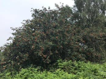 Rowan loaded with berries, Lound Lakes, Andy Hickinbotham, July 22