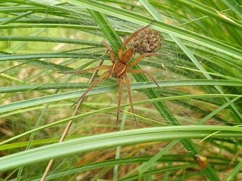 Fen raft spider with nursery web at Carlton Marshes - David Shackleton 
