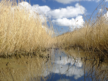 a water level view down a dyke with vegetation either side