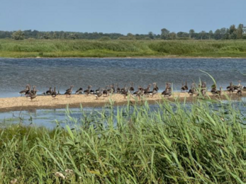 Greylag geese on a bank