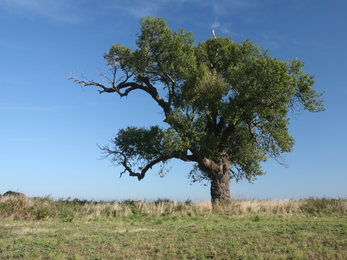 A large black poplar tree standing proud on the edge of a field