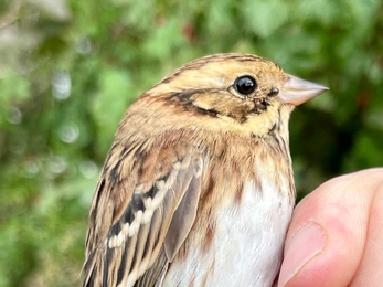 A small brown bird 