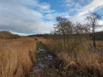 A photograph of a scrubby habitat at Carlton Marshes