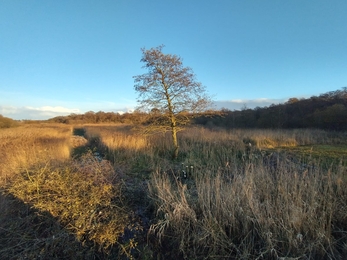 A view of a scrubby habitat