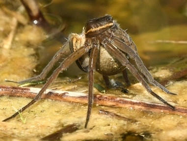 Up close and personal with the fen raft spider | Suffolk Wildlife Trust