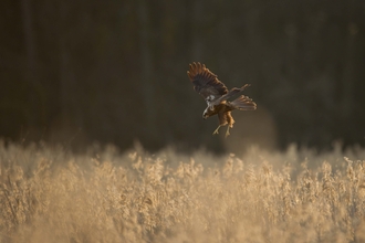 Female marsh harrier