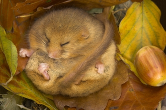 Hazel dormouse