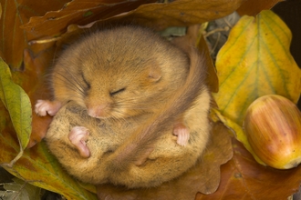 Hazel dormouse