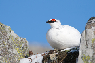 Ptarmigan