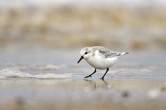 Sanderling