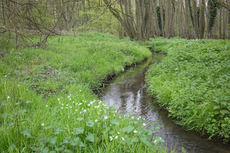 Arger Fen Suffolk Wildlife Trust