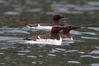 Guillemot