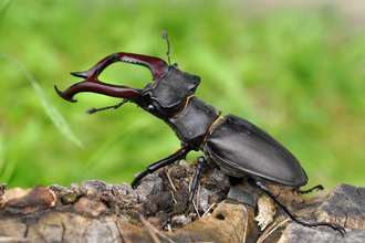 Stag beetle Suffolk Wildlife Trust