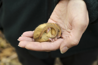 Suffolk Wildlife Trust