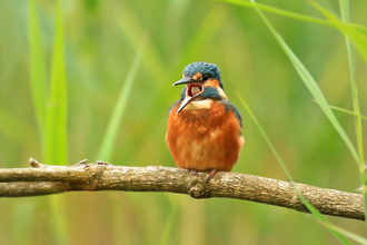 Kingfisher by Jon Hawkins