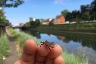 Dock bug