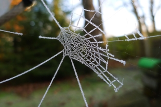 Frosty spider web