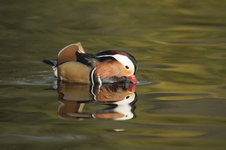 Mandarin duck, Christchurch Park, Kevin Sawford 