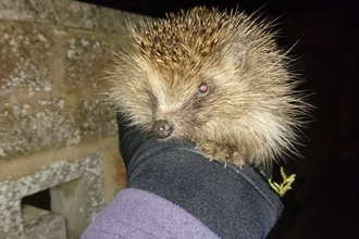 Hedgehog night field work