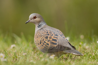 Turtle dove