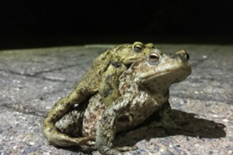 Toads amplexus