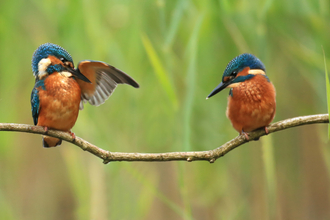 Kingfishers by Jon Hawkins
