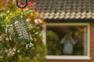 Blue tit bird feeder