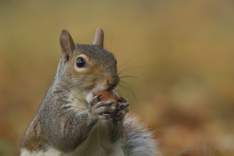 Grey Squirrel, courtesy of Kevin Sawford