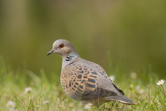 Turtle dove